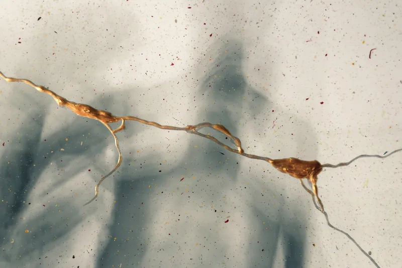 Snippet: partial repository cloning w/ git sparse-checkout